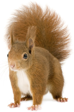 Tufty red squirrel