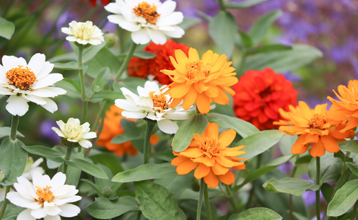 flowers in garden