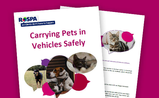 carrying pets safely thumbnail
