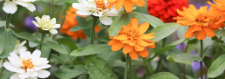 Home-and-garden-safety_2