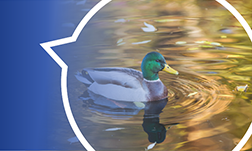 Lake-and-Pond-Safety-Thumbnail - Copy